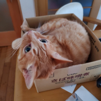 キラ