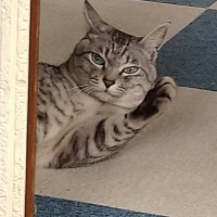 える