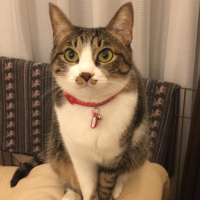 まほ