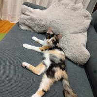 モル