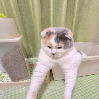 きなこ