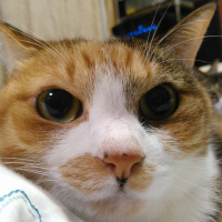 こはく