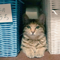 とらみ