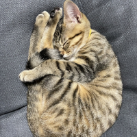 おいも