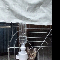 ディードリット