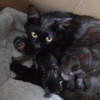 黒姫とチビ３ず