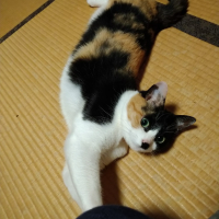 まめ