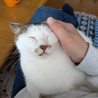 梅