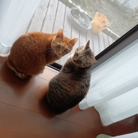 まろん