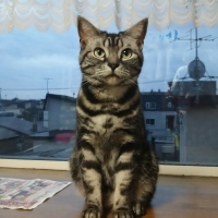 すず