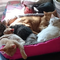 こんぶ、はく、てんてん、他?