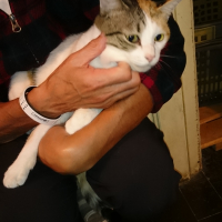 はんぺんちゃん