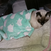 ちくわちゃん、