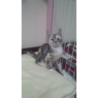 来夢（ライム）