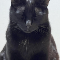 おれお