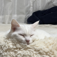 みるく