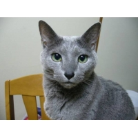 小太郎(猫やん)