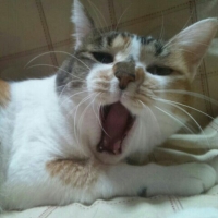 とめ