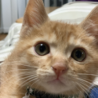 きなこ