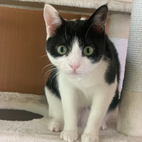 あんこ