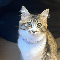 はまち