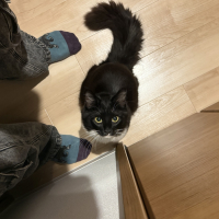 のすけ