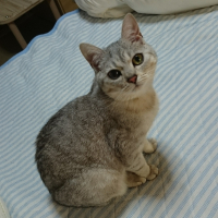 馬簾（バレン）
