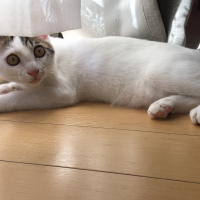 ちょびちゃん