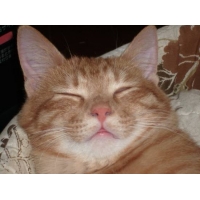 伊賀忍猫（いがのしのびのねこ）