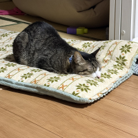 トラ