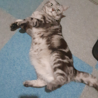 ナッツ