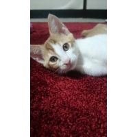 きろ