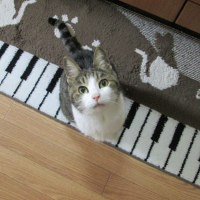 ウインザーノット