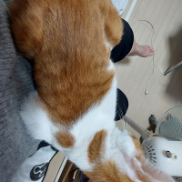 マイケル