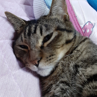 あんず