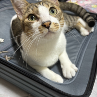 ちくわ