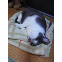 みぃ