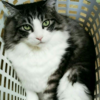 まろ