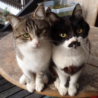 あいちゃんのねこ