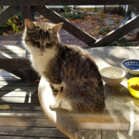 帰ってきたのねこ