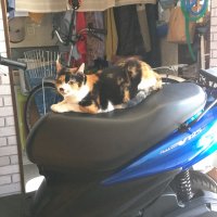 ネオ