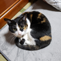 ビッキー