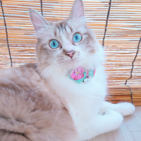 フラン