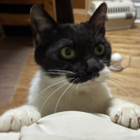 はこもど