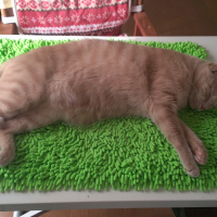 コタロー