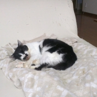 ボロ