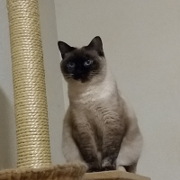 ちゃむ