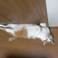 ツン