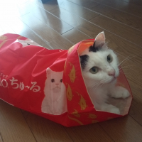 ポン