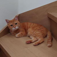 メリ